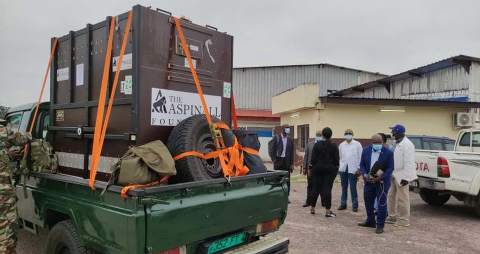 Joshi the gorilla was transferred by truck to the reserve