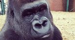 Joshi the western lowland gorilla was born at Howletts Wild Animal Park in Kent