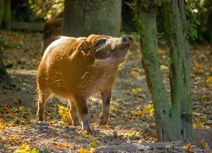 Red river hog at Howletts Wild Animal Park in Kent