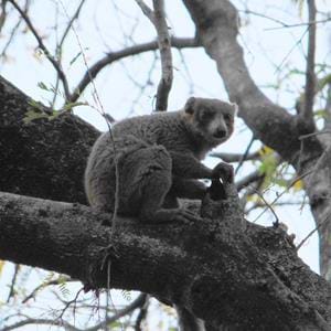 Mongoose lemur Ambato-Boeni