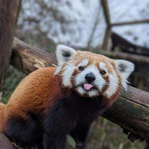 Male red panda, Hikaro at Port Lympne Reserve in Kent