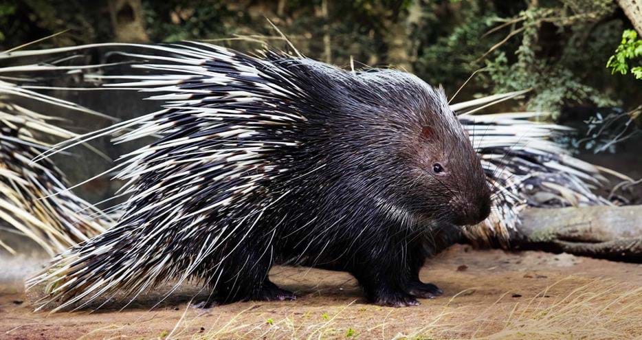 Cape porcupine