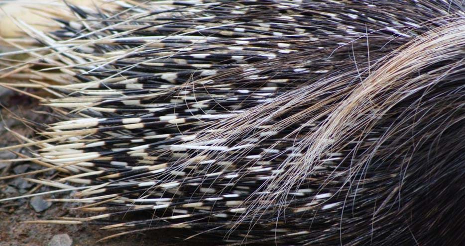 Cape porcupine