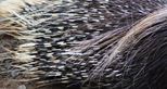 Cape porcupine