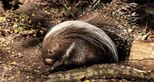 Cape porcupine at Port Lympne Hotel & Reserve, Kent, UK