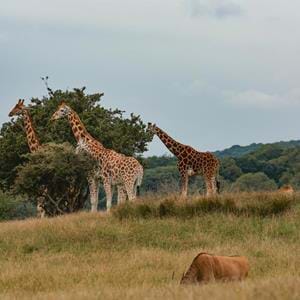 Nubian giraffes at Port Lympne Hotel & Reserve in Kent