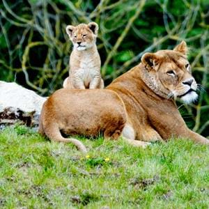 African lion cub born at Port Lympne Hotel & Reserve in Kent in 2024