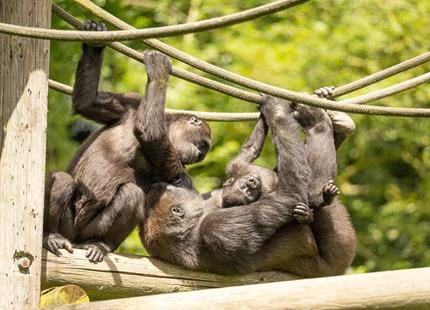 Western lowland gorillas at Port Lympne Hotel & Reserve in Kent