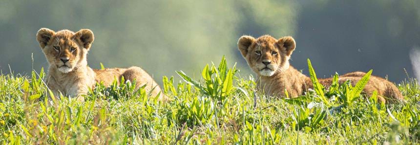African lion cubs born in 2024 at Port Lympne Hotel & Reserve in Kent