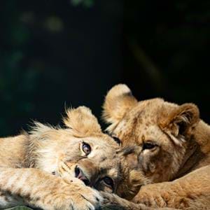 Hand reared African lion cubs, Zemo & Zala at Howletts Wild Animal Park in Kent, UK