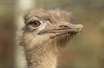 Meet Our Ostriches
